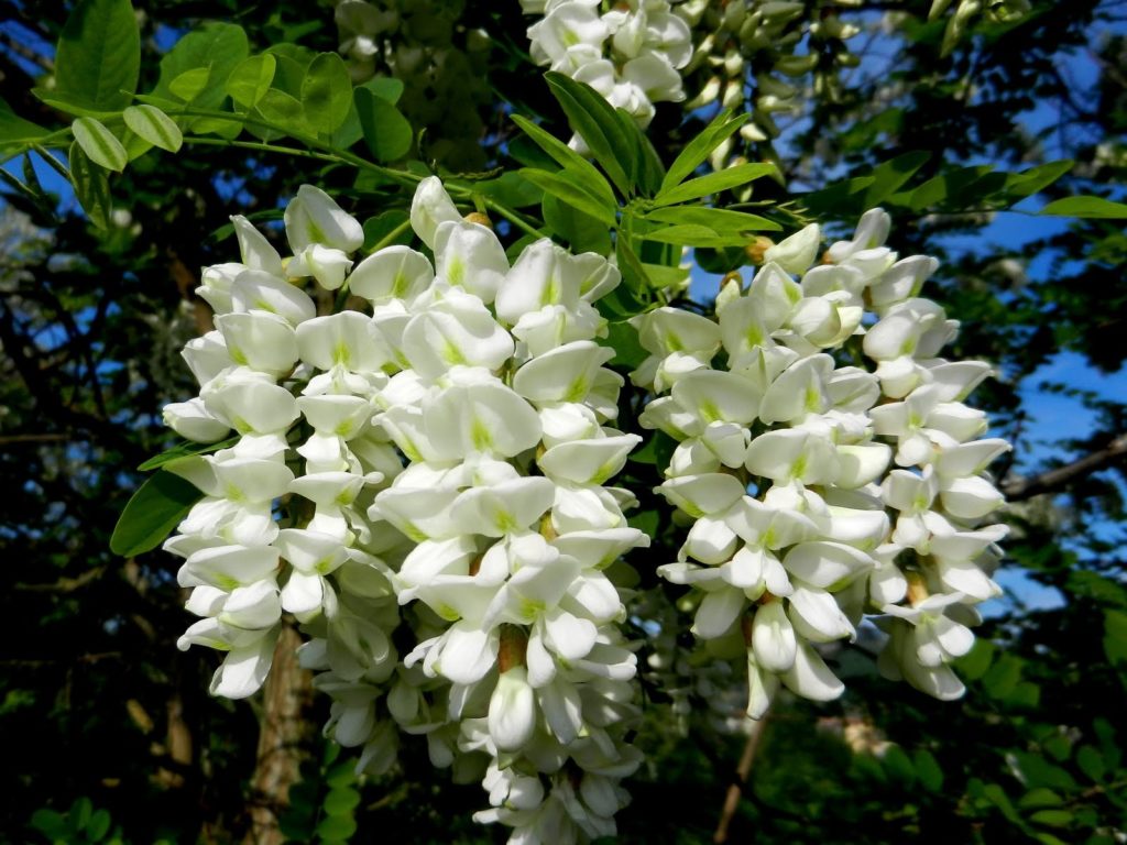 Acacia - Stregadellemele